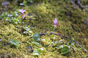 Kanada, Alberta, Rocky Mountains, Banff National Park, Banff, Calypso-Orchideen (Calypso bulbosa) - FO005629