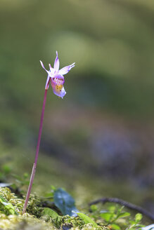 Kanada, Alberta, Rocky Mountains, Banff National Park, Banff, Calypso-Orchidee (Calypso bulbosa) - FO005634