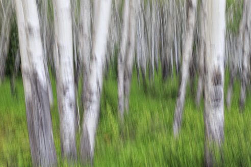 Kanada, Alberta, Rocky Mountains, Banff National Park, Birkenstämme - FOF005628