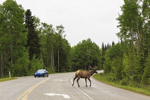 Kanada, Alberta, Banff National Park, , Bow Valley, Elk crossing highway - FO005705