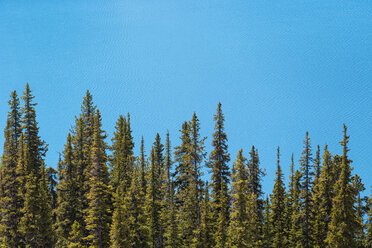 Canada, Alberta, Banff National Park, Trees at Peyto Lake - FOF005723