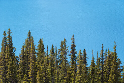 Kanada, Alberta, Banff-Nationalpark, Bäume am Peyto-See - FOF005723