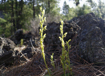 Spanien, Kanarische Inseln, La Palma, Habenaria tridactylites - SIEF004992