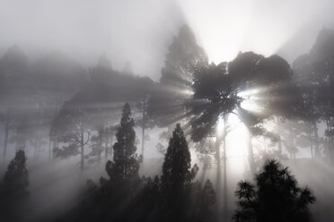Spain, Canary Islands, La Palma, Pine wood, sunbeams, foggy - SIEF004994