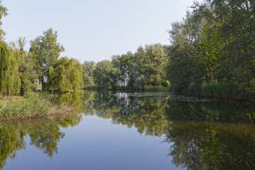 Österreich, Vorarlberg, Hard, Scheienloch, Naturschutzgebiet Rheindelta, Mündung in den Rhein - SIEF004999