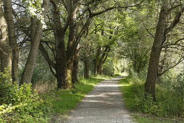 Austria, Vorarlberg, Hard, nature reserve Rhine Delta, bicycle lane - SIEF004974