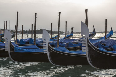 Italy, Venice, Gondolas in a row - FOF005929