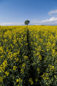 Deutschland, Rheinland-Pfalz, Vulkaneifel, Rapsfeld (Brassica napus) und einzelner Baum am Horizont - PAF000305