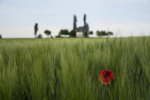 Deutschland, Rheinland-Pfalz, Vulkaneifel, Mertloch, Weizenfeld mit einzelner Mohnblüte (Papaver rhoeas) vor der Heilig-Kreuz-Kapelle, lizenzfreies Stockfoto