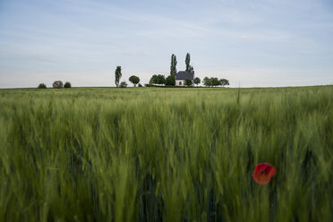 Deutschland, Rheinland-Pfalz, Vulkaneifel, Mertloch, Weizenfeld mit einzelner Mohnblüte (Papaver rhoeas) vor der Heilig-Kreuz-Kapelle - PAF000301