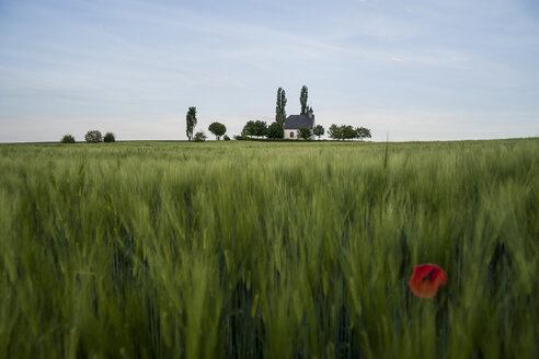 Germany, Rhineland-Palatinate, Vulkan Eifel, Mertloch, wheat field with single poppy blossom (Papaver rhoeas) in front of Holy Cross Chapel - PAF000301