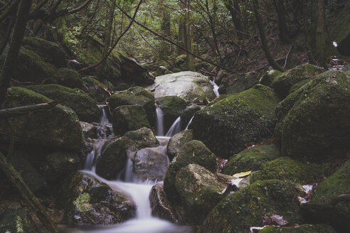 Japan, Yakushima, Waterfall in the rainforest, Unesco World Heritage Natural Site - FLF000380