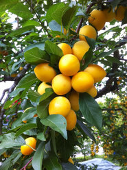 Yellow plums, Germany, Baden-Wuerttemberg, Constance - JEDF000127