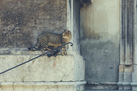 Italien, Sizilien, Palermo, Streunende Katze sitzt an der Kirchenmauer, lizenzfreies Stockfoto