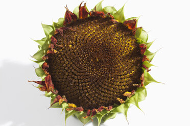 Withered sunflower (Helianthus annuus), studio shot - CSF020729