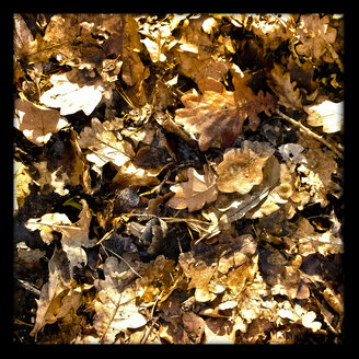 Dead leaves on the ground, Roth, Bavaria, Germany - MAEF007672