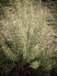 Rosemary in the garden, Germany - MYF000124