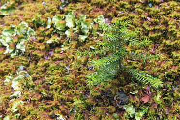 Kanada, Britisch-Kolumbien, Yoho Nationalpark, Kleiner Nadelbaum - FO005850