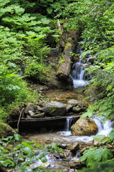 Kanada, Britisch-Kolumbien, Mount-Revelstoke-Nationalpark, Riesen-Zedern-Wanderweg (Giant Cedars Boardwalk Trail) - FOF005674