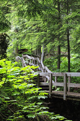 Canada, British Columbia, Mount Revelstoke National Park, Giant Cedars Boardwalk Trail - FOF005675