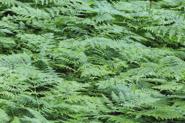 Canada, British Columbia, Mount Revelstoke National Park, ferns at Giant Cedars Boardwalk Trail - FOF005676