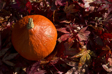 Hokkaido-Kürbis auf dunkelrotem Herbstlaub liegend - YFF000018