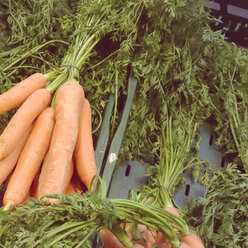 carrots, Germany - CMF000034