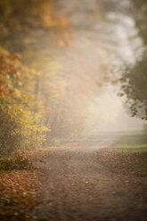 Deutschland, herbstlicher Waldweg - SBDF000519