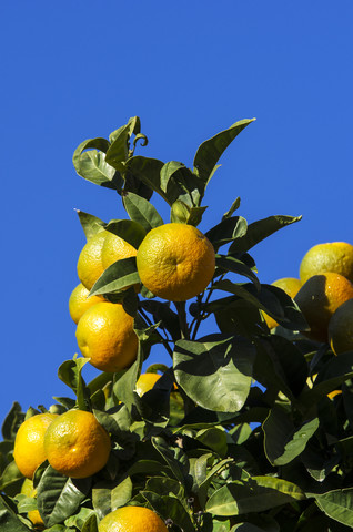 Spanien, Balearische Inseln, Mallorca, Valldemossa, Orangenbaum, lizenzfreies Stockfoto