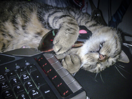 Kater mit (Computer-)Maus, Laupheim, Baden-Württemberg, Deutschland, Europa - HAF000257