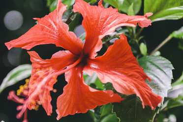 Südamerika, Brasilien, Rote Tropenblume, Hibiscus kokio - AMCF000036