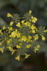 Deutschland, Euskirchen, Blühender Brokkoli (Brassica oleracea var. italica Plenck) - MYF000164