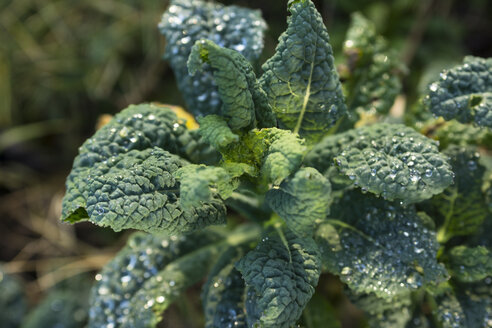 Deutschland, Euskirchen, Palmkohl (Brassica oleracea var. palmifolia DC.) mit Tautropfen - MYF000163