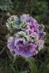 Deutschland,, Euskirchen, Zierkohl (Brassica oleracea var. acephala) mit Tautropfen - MYF000161