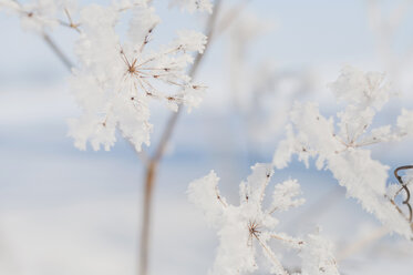 Detail of frozen plant - MJF000757