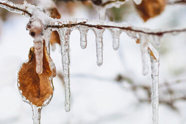 Eiszapfen und gefrorenes Herbstblatt hängen am Zweig - MJF000765