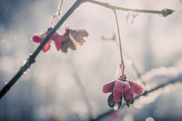 Detail eines Spindelbaums (European Evonymus) im Winter - MJF000771