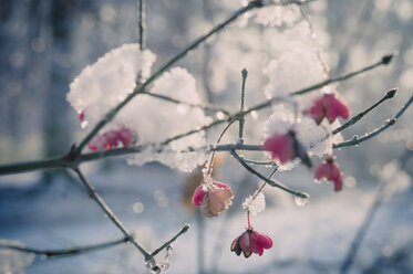 Snow covered spindle tree (European Evonymus), close-up - MJF000772