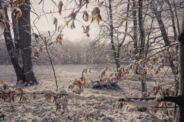 Germany, snow covered winter landscape - MJF000774