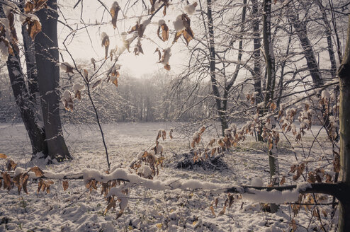 Deutschland, schneebedeckte Winterlandschaft - MJF000774