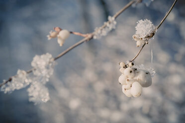 Schneebedeckte Schneebeeren (Symphoricarpos), Nahaufnahme - MJF000775