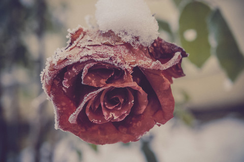 Schneebedeckte Blüte einer roten Rose, Nahaufnahme, lizenzfreies Stockfoto