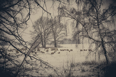 Schafherde in Winterlandschaft - MJF000777