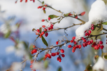 Schneebedeckte Pflanze mit roten Beeren, Nahaufnahme - MJF000786