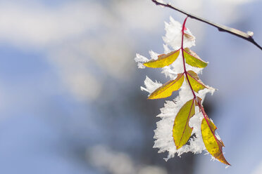 Frozen leaf, close-up - MJF000787