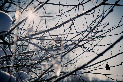 Twigs with willow catkins at back light - MJF000789