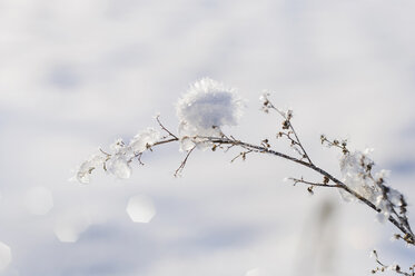 Snow covered twig in front of white background, close-up - MJF000792