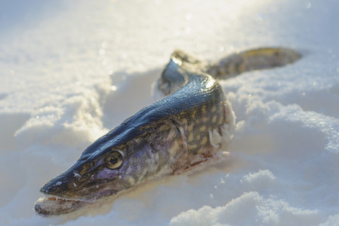 Hecht im Schnee liegend, lizenzfreies Stockfoto