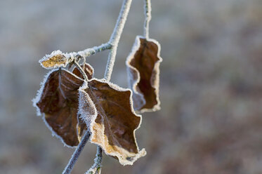 Frozen autumn leaves hanging at twig - MJF000799