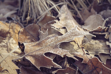 Frozen autumn leaves - MJF000800